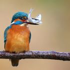 Kingfisher