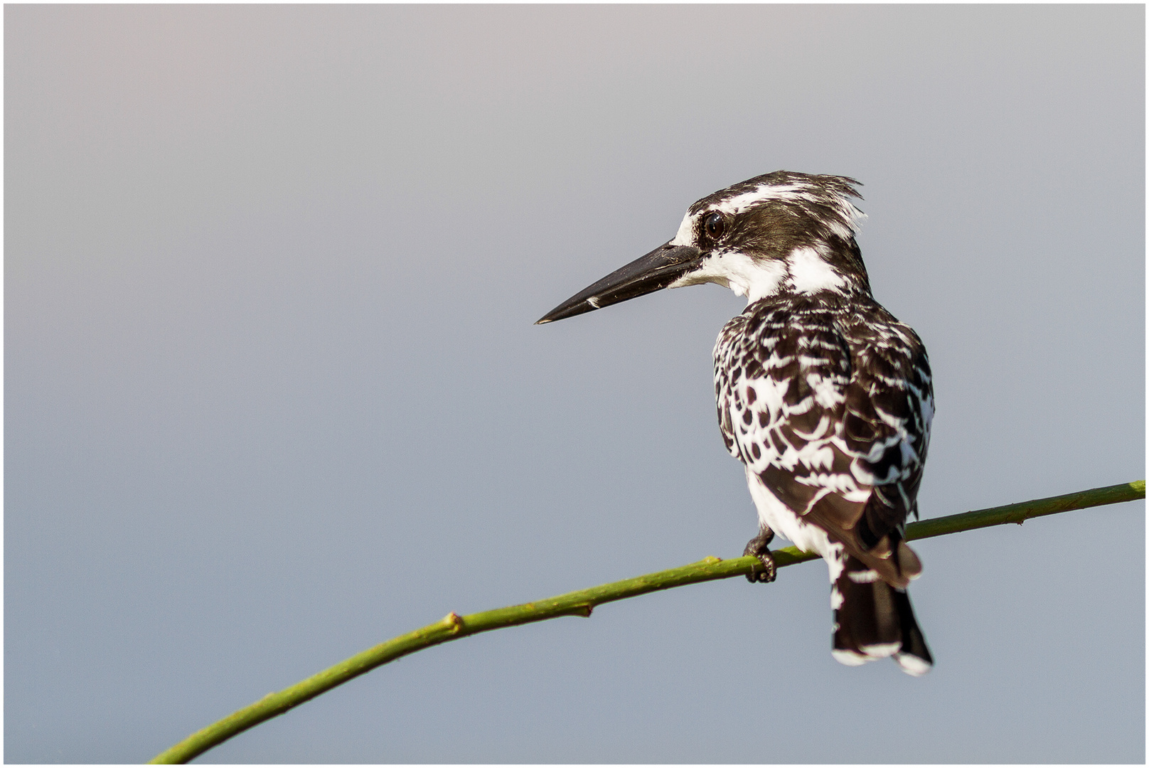 Kingfisher