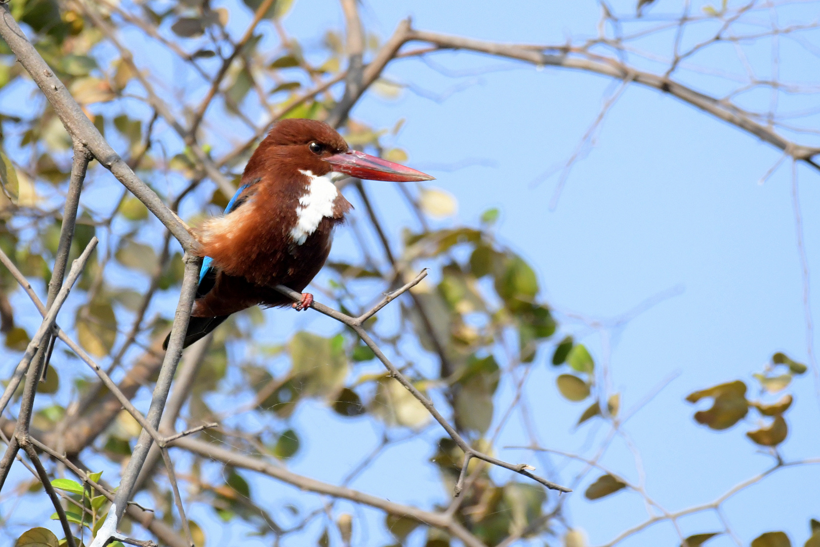 Kingfisher