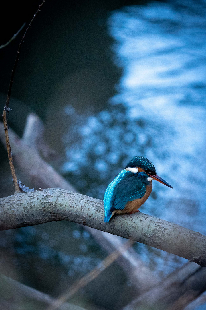 Kingfisher 