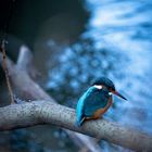 Kingfisher 