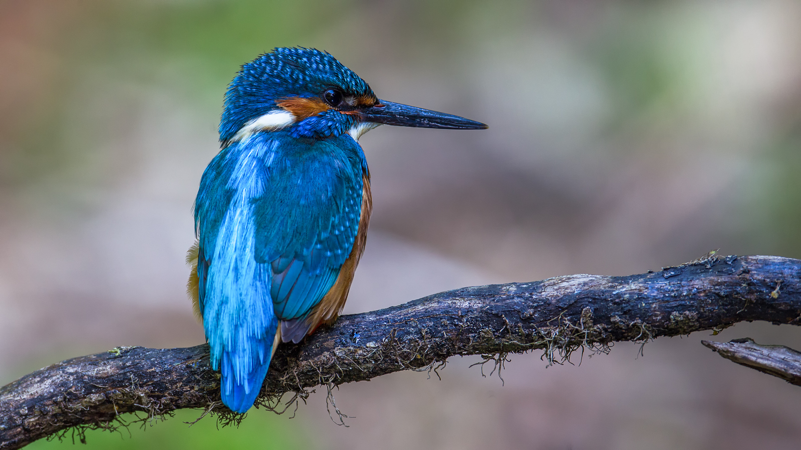 Kingfisher.