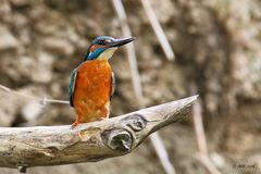 Kingfisher