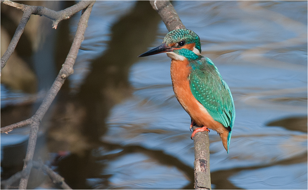 Kingfisher