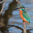 Kingfisher