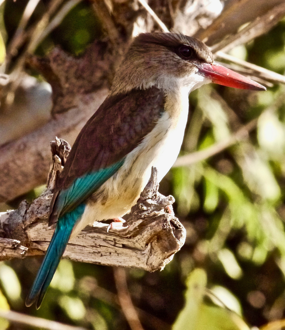 Kingfisher Chobe  Nationalpark Botswana