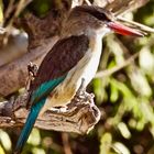 Kingfisher Chobe  Nationalpark Botswana