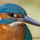 kingfisher clos up