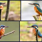 Kingfisher Collage.