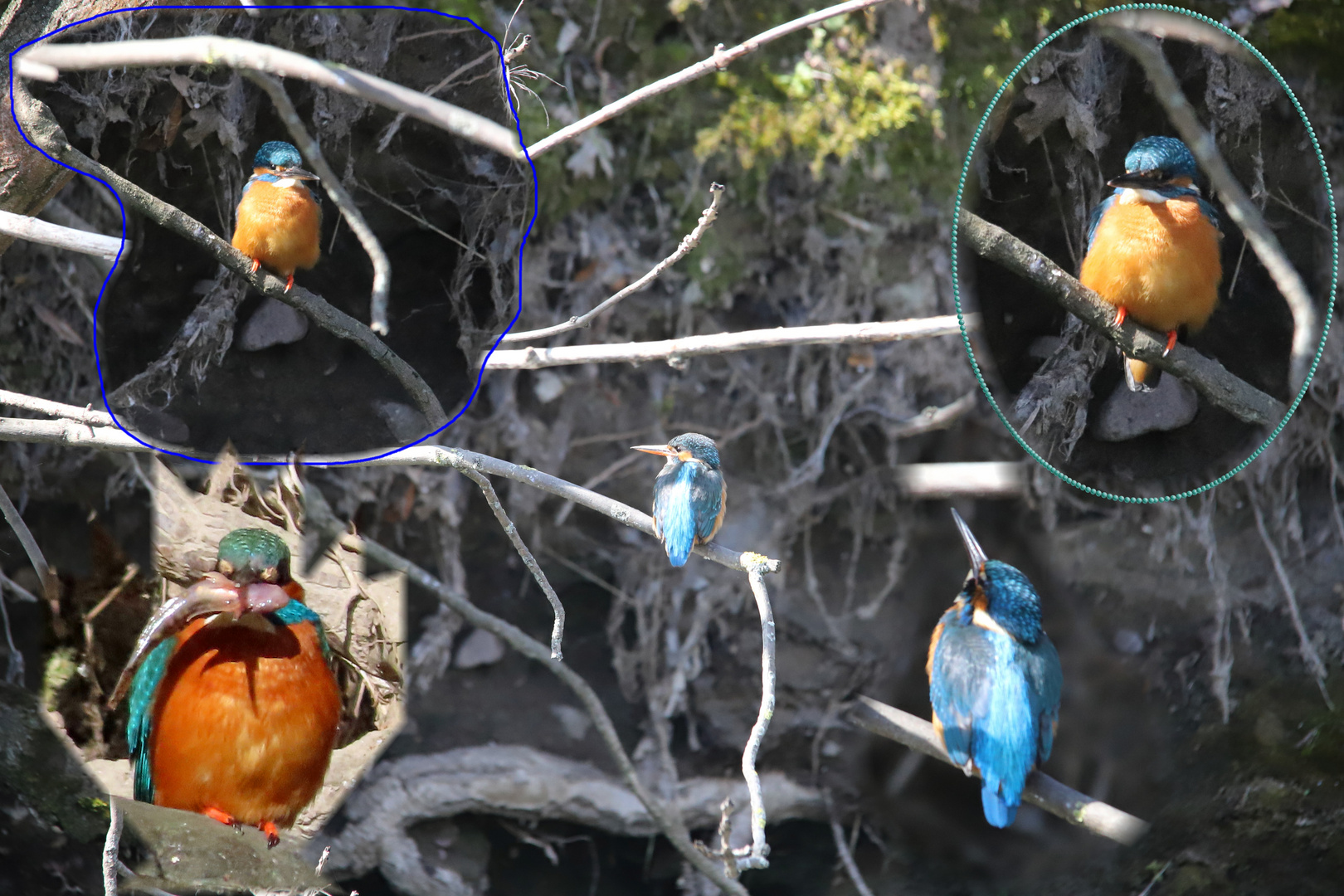 Kingfisher Collage