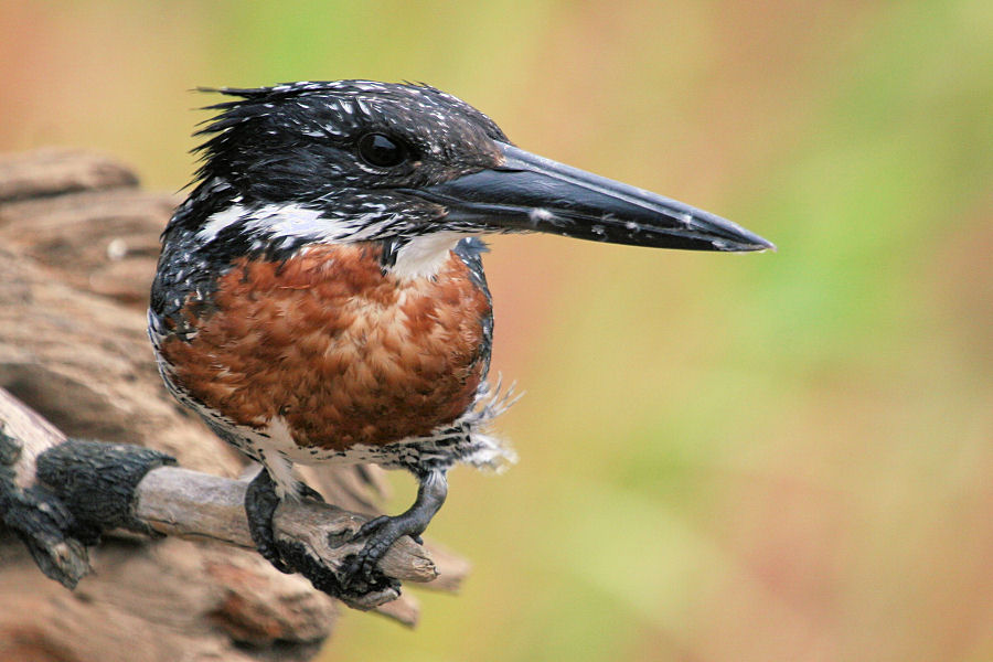 Kingfisher