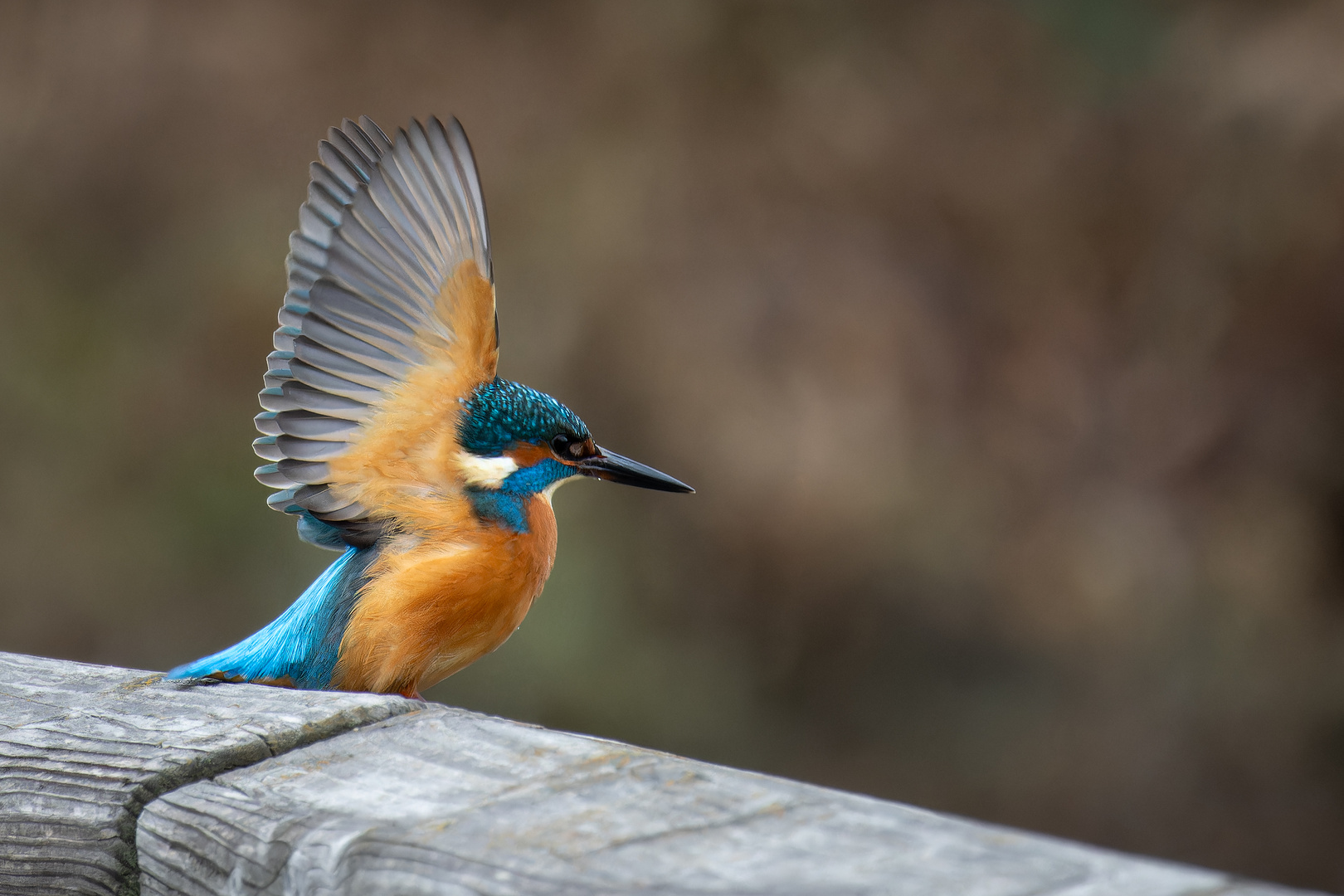 Kingfisher