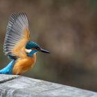 Kingfisher