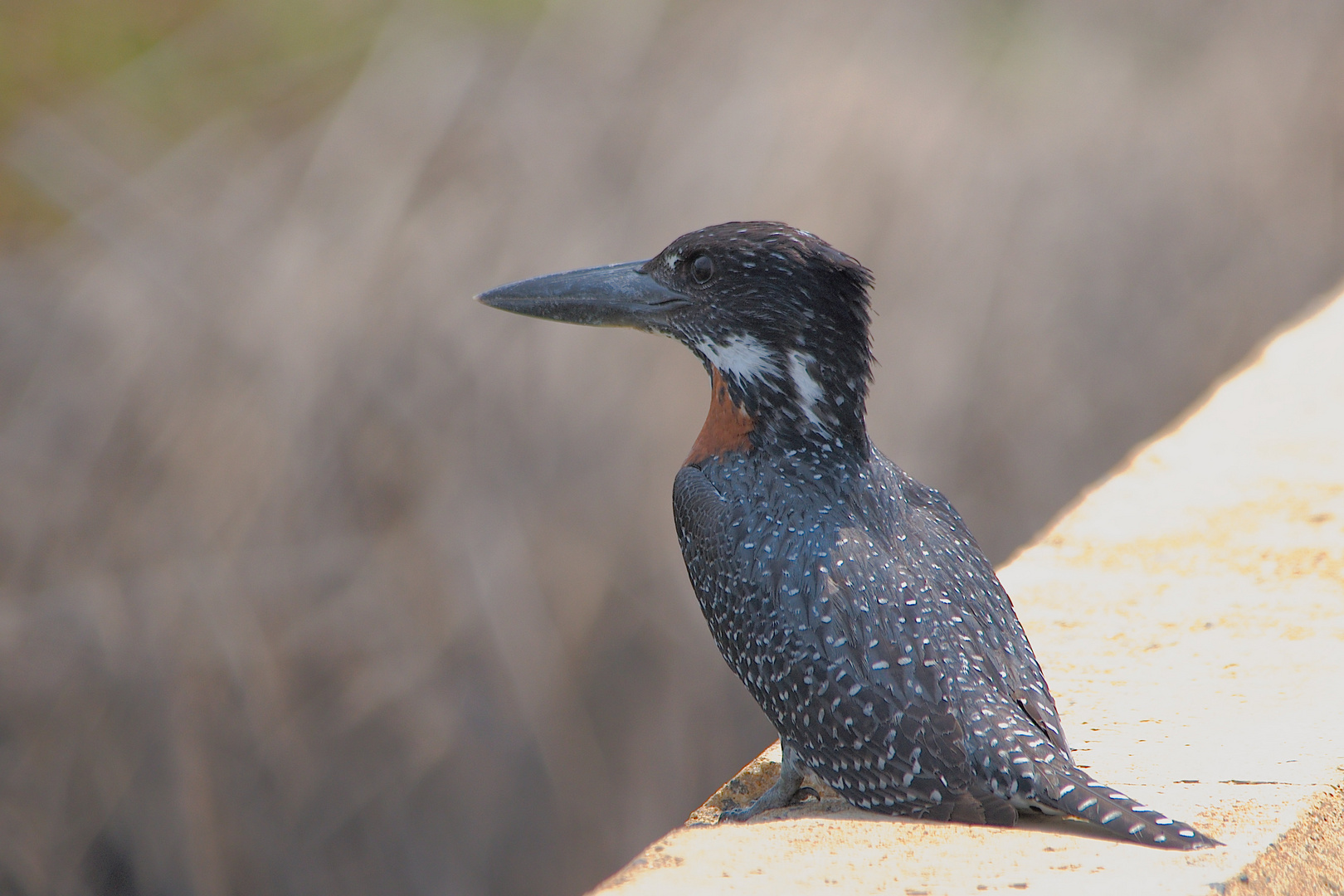 Kingfisher