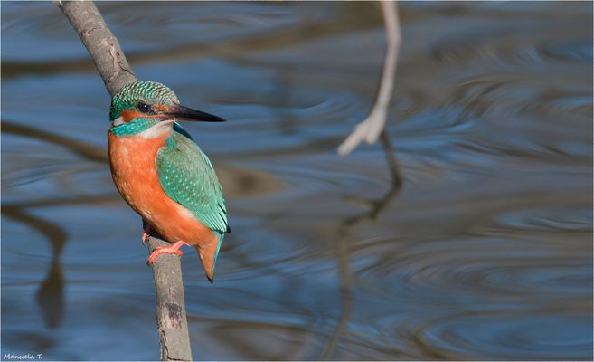 Kingfisher