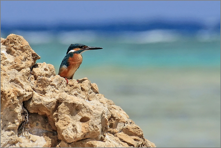 kingfisher