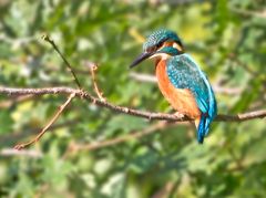 Kingfisher