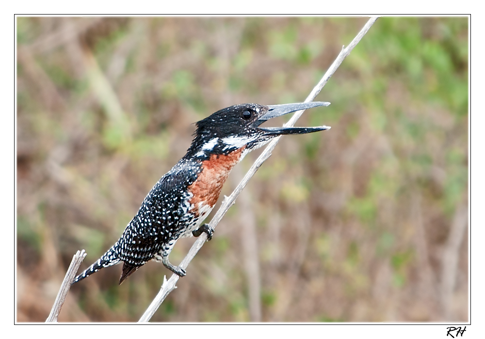 Kingfisher