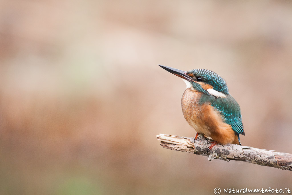 Kingfisher