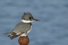 Kingfisher de Gérard CHATENET 