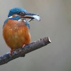 Kingfisher