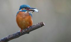 Kingfisher