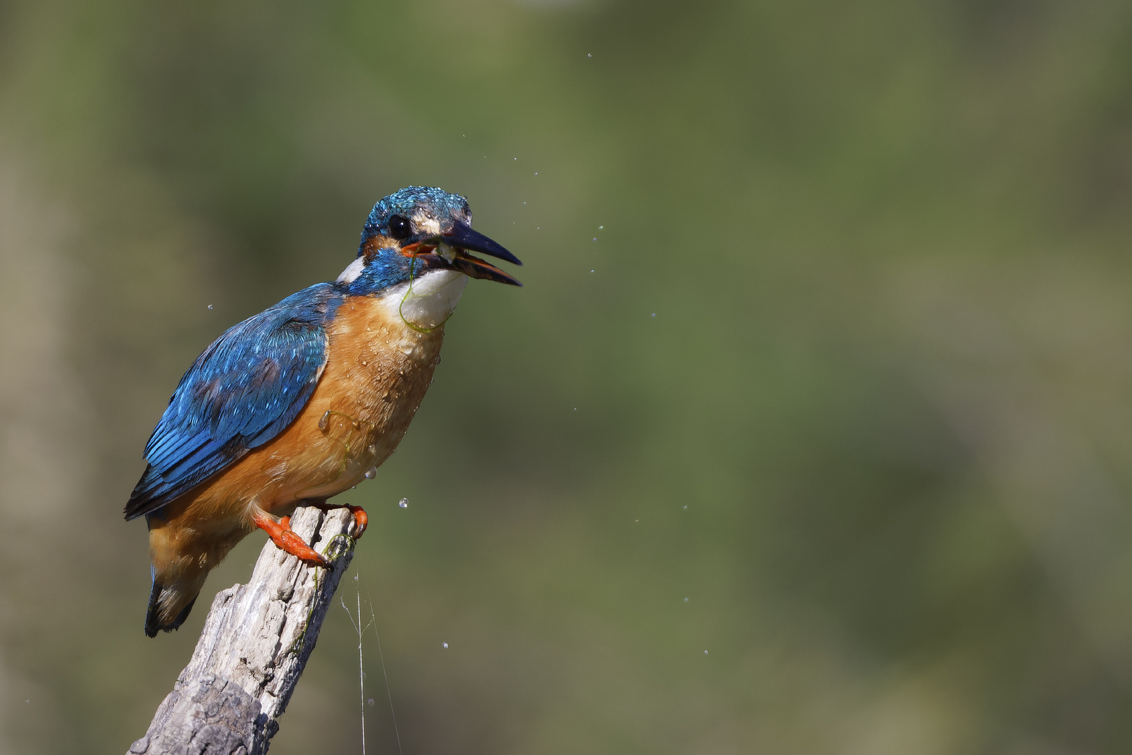 Kingfisher