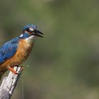 Kingfisher