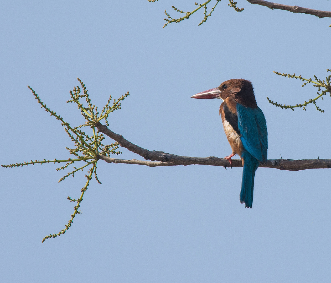 Kingfisher