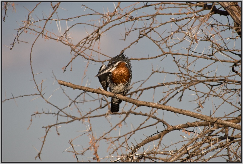 Kingfisher