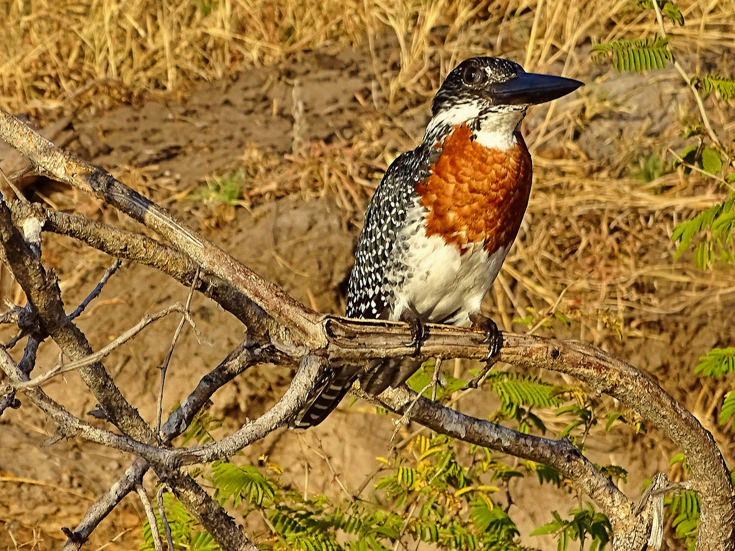 Kingfisher