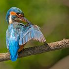 kingfisher