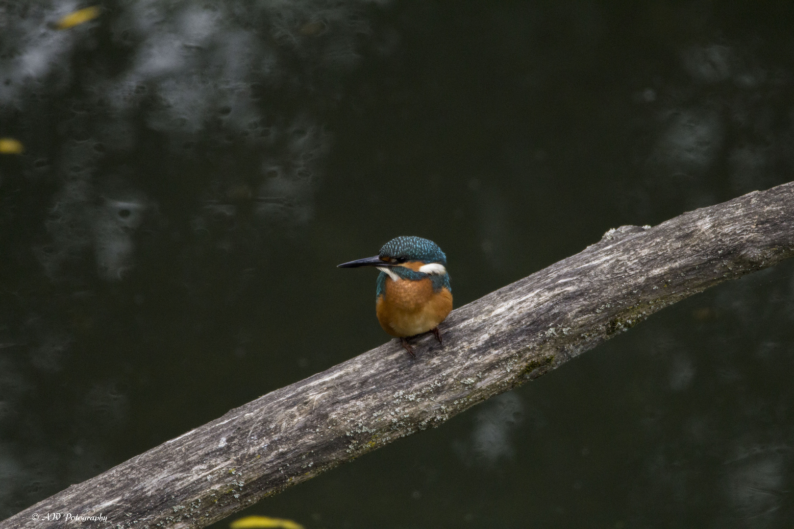 kingfisher