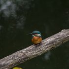 kingfisher