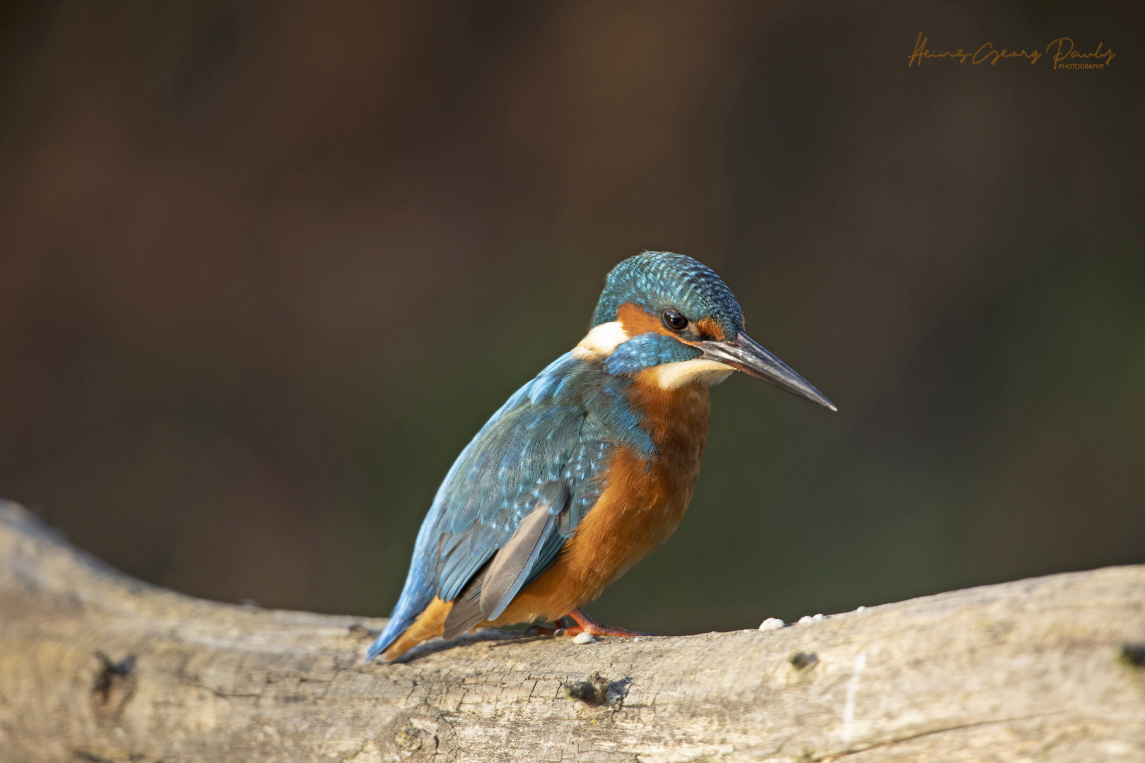 Kingfisher 