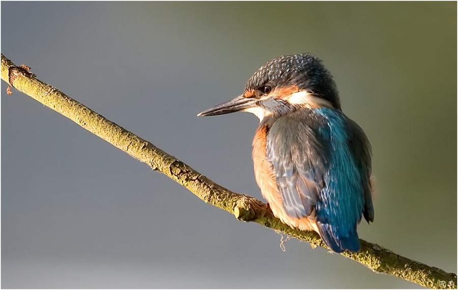 Kingfisher ( ein fliegender Edelstein )