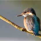 Kingfisher ( ein fliegender Edelstein )