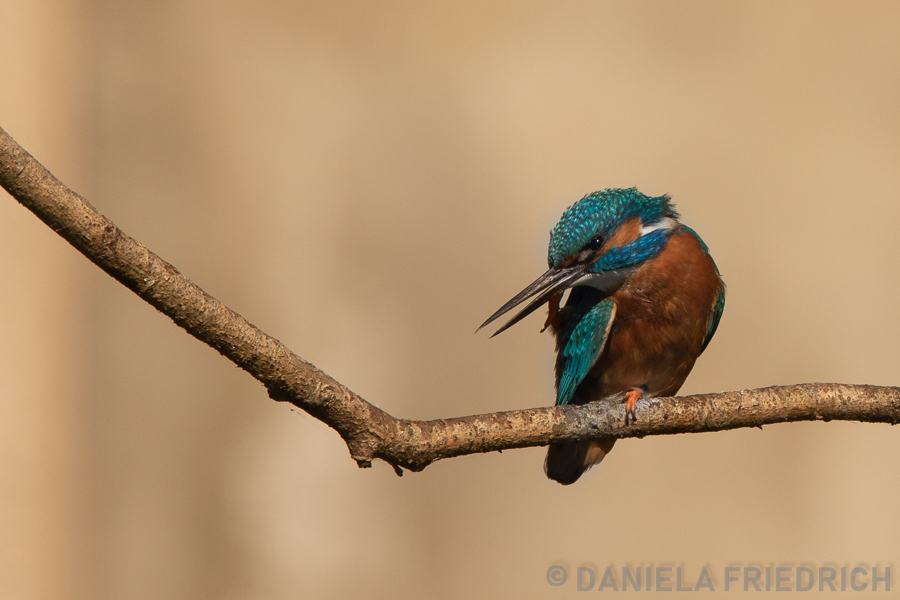 Kingfisher / Eisvogel