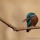 Kingfisher / Eisvogel