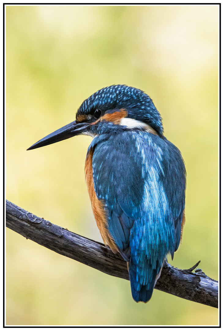 Kingfisher - Eisvogel