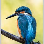 Kingfisher - Eisvogel