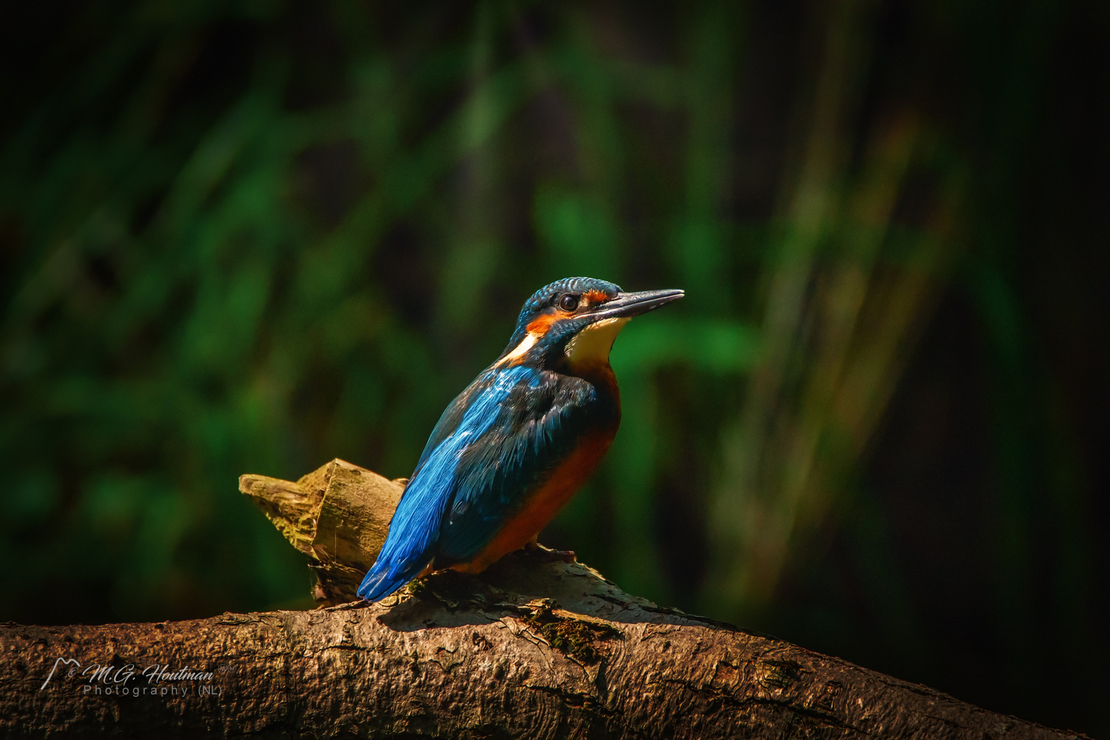 Kingfisher - Eisvogel