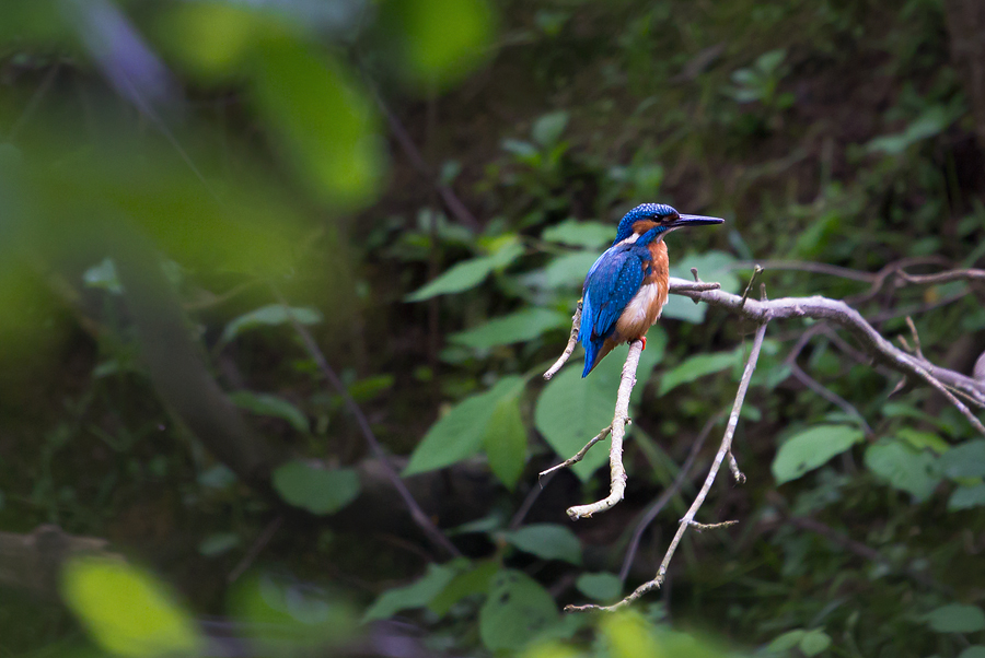 Kingfisher / Eisvogel