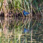 Kingfisher , Eisvogel im Flug