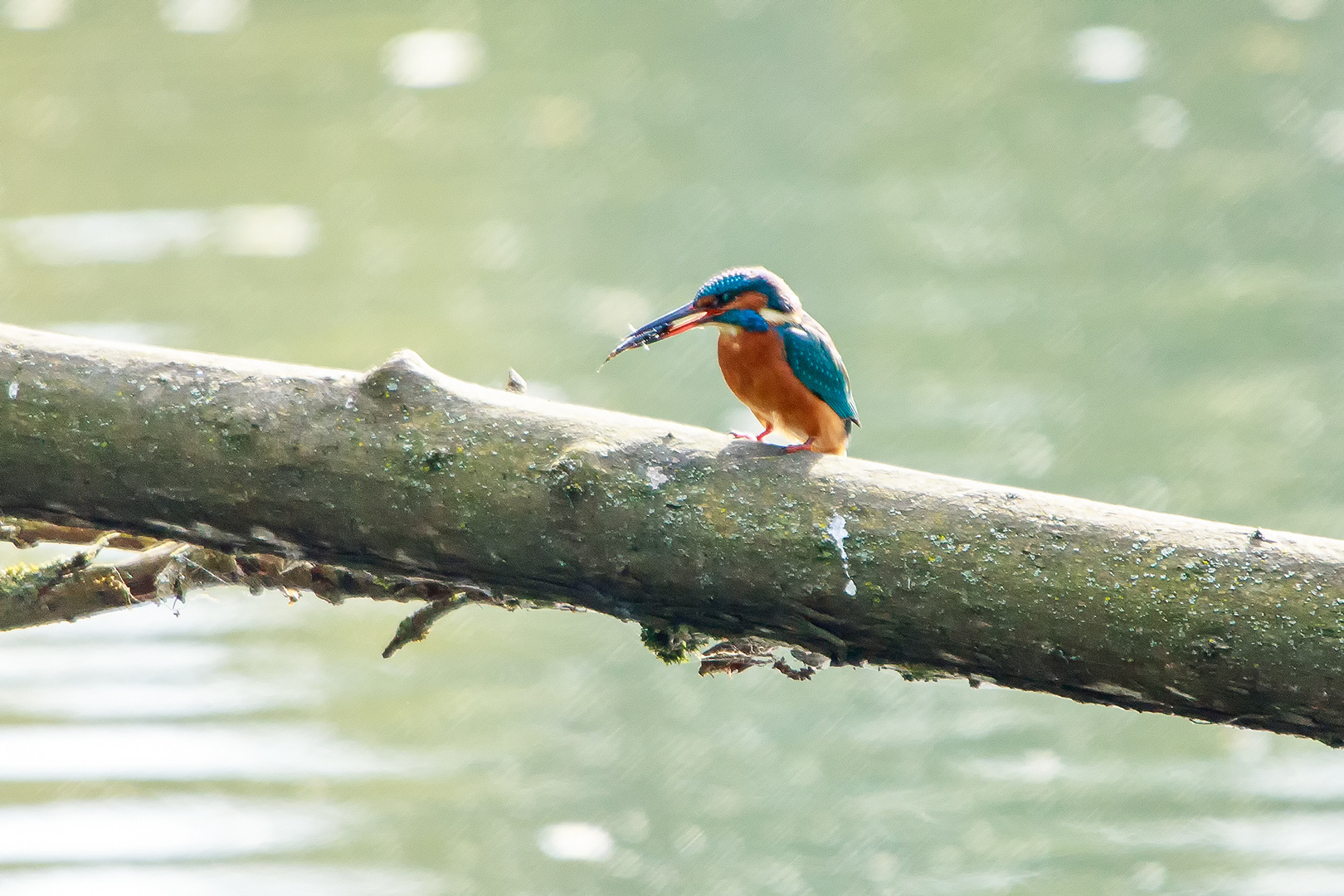 Kingfisher / Eisvogel - So rum muss der Fisch