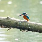 Kingfisher / Eisvogel - So rum muss der Fisch