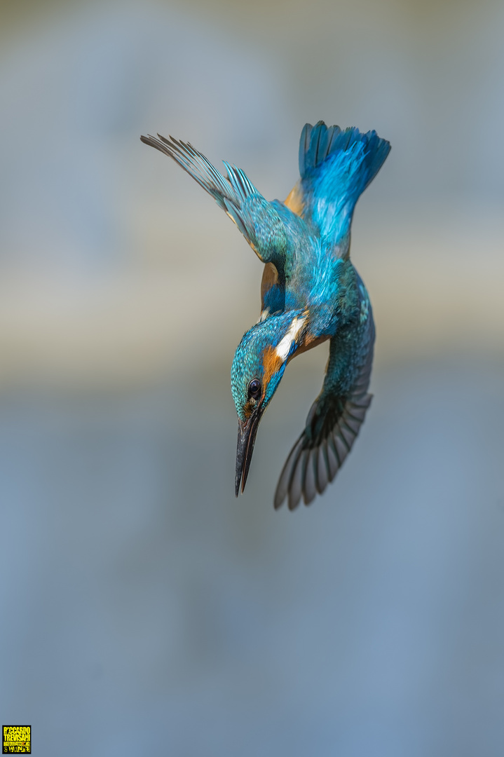 kingfisher evolutions
