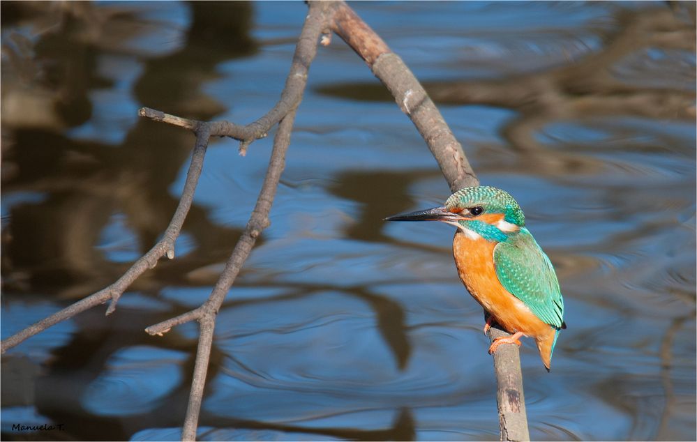 Kingfisher