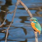 Kingfisher