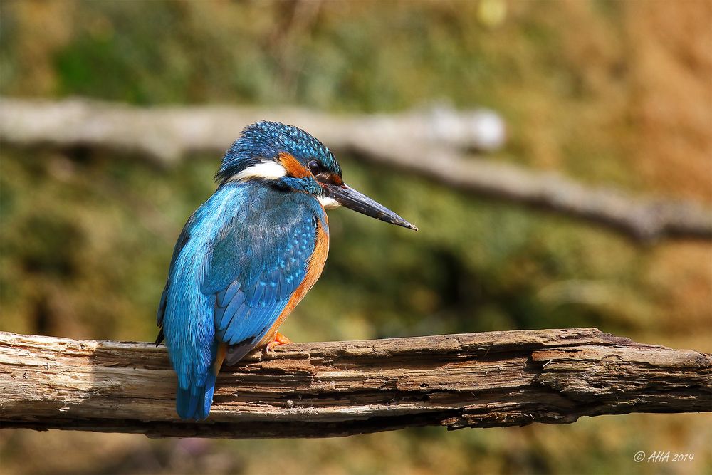 Kingfisher